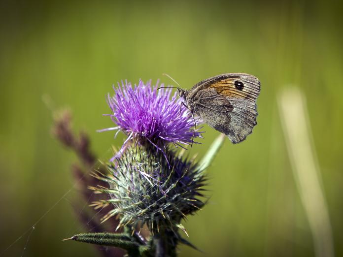 Sommerfugl